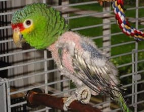 Feather plucked Amazon parrot