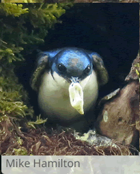 Tree Swallow removing fecal sac from nest | BirdNote