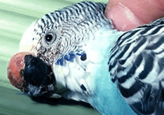 Fibrosarcoma, beak, parakeet. The beak and face are common sites for fibrosarcoma formation in the pet bird.