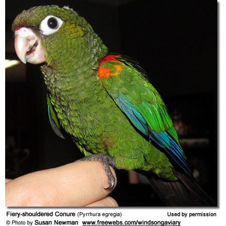 Fiery-shouldered Conure, Demerara Conure