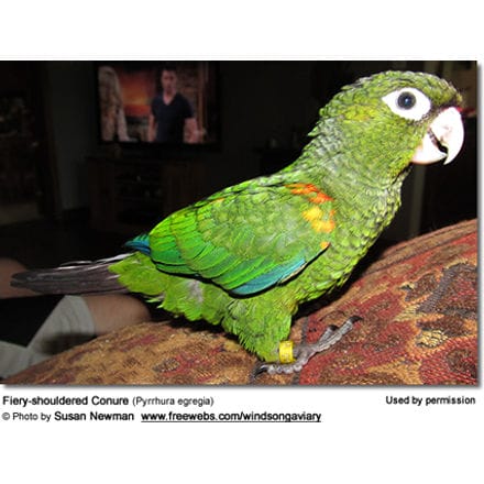 Fiery-shouldered Conure (Pyrrhura egregia)