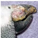Image 40. Squamous cell carcinoma in the rhampotheca (upper beak) of an African grey parrot 