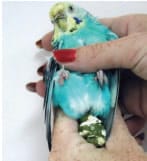 Image 46. An elderly, malnourished, female budgie with an obstructive cloacal condition from a uterine tumor. When the obstruction was manipulated, 8 cc of feces were expressed. The owner elected euthanasia 
