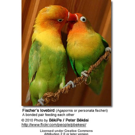 A bonded pair of lovebirds feeding each other - typical mating behavior