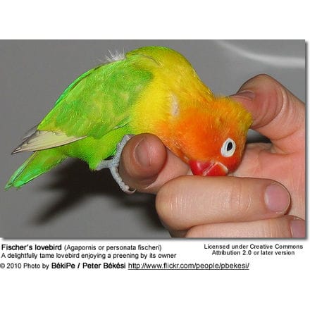 Fischer’s lovebird (Agapornis or personata fischeri) - a tame pet enjoying a preening by its owner