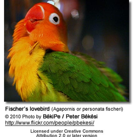 Fischers Lovebird
