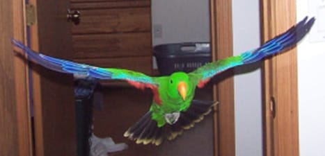 Male Eclectus Parrot in Flight