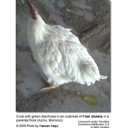 Cock with green diarrhoea in an outbreak of Fowl cholera in a parental flock (Azrou, Morocco)
