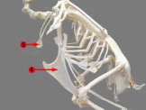 Furcula, Top arrow; Keel bone, bottom arrow