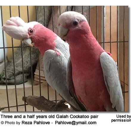 Galah Cockatoo pair 