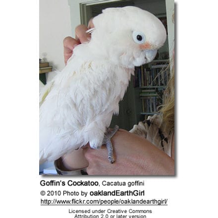 Goffin’s Cockatoo, Cacatua goffini