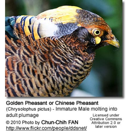 Golden Pheasant or 