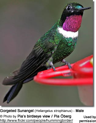 Colorful Gorget (neck patch) in a male hummingbird