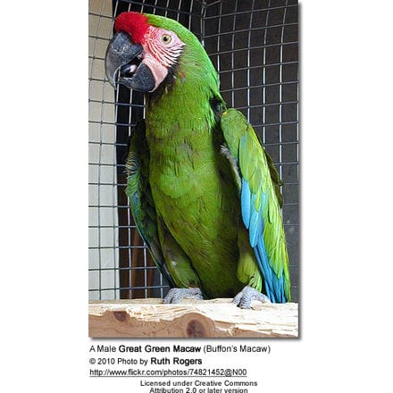 A Male Great Green Macaw (Buffon’s Macaw)