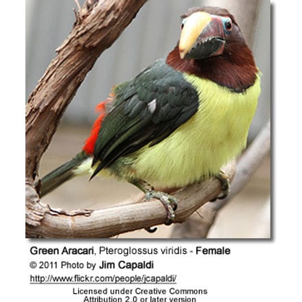Female Green Aracari