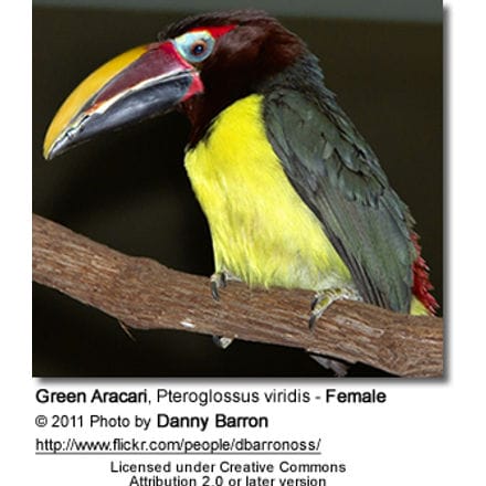 Green Aracari, Pteroglossus viridis - Female