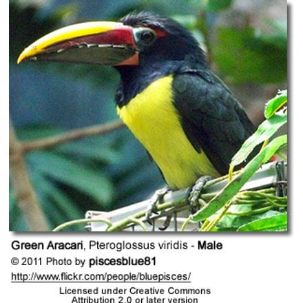 Green Aracari, Pteroglossus viridis - Male
