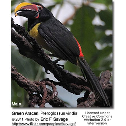 Green Aracari, Pteroglossus viridis - Male