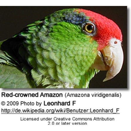 Mexican Red-headed Parrot