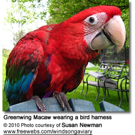 Greenwing Macaw wearing a bird harness 