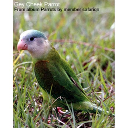 Grey-cheek Parakeets