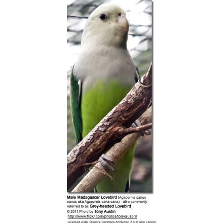 Male Madagascar Lovebird (Agapornis canus canus aka Agapornis cana cana) - also commonly referred to as Grey-headed Lovebird 