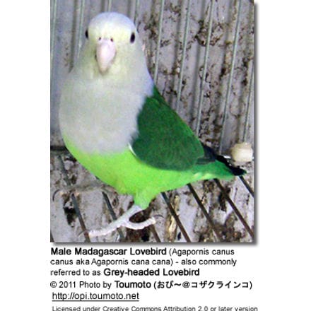 Madagascar Lovebird (Agapornis canus canus aka Agapornis cana cana) - also commonly referred to as Grey-headed Lovebird 