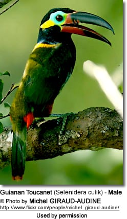 Guianan Toucanet (Selenidera culik) - Male