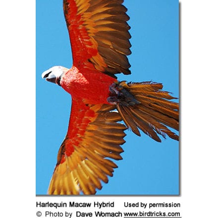 Harlequin Macaw Hybrid