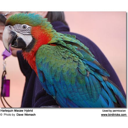 Harlequin Macaw Hybrid