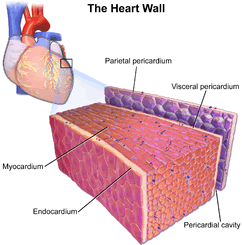 The Heart Wall / Pencardial Layers