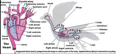 Heart and circulatory system of birds
