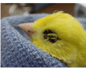 Hematoma on Bird's eye
