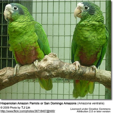 Hispaniolan Amazon Parrots or San Domingo Amazons (Amazona ventralis)