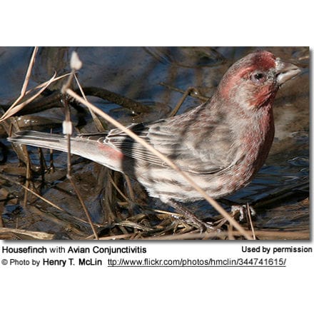 House Finch with Avian Conjunctivitis