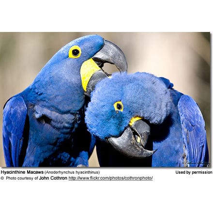 Hyacinthine Macaws (Anodorhynchus hyacinthinus)