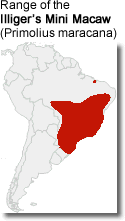 Range of the Illiger's Macaw