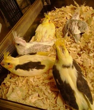 Image 28. Healthy, parent-raised chicks (image courtesy Jerry Randal; used with permission).