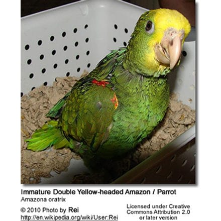 Immature Double Yellow-headed Amazon / Parrot 
