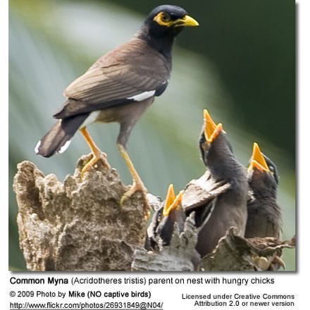 myna bird food in hindi