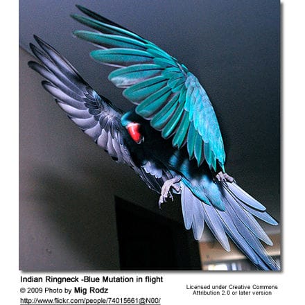 Indian Ringneck -Blue Mutation in flight