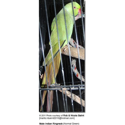 Male Indian Ringneck (Normal Green)