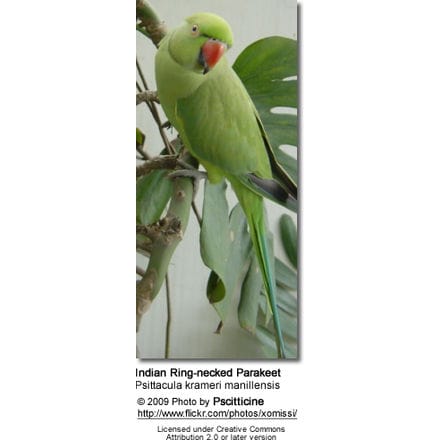 Psittacula krameri manillensis ... English: Indian Ring-necked Parakeet