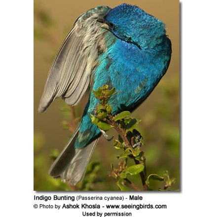 Indigo Bunting (Passerina cyanea) - Male