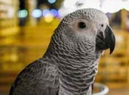 Juvenile African Grey