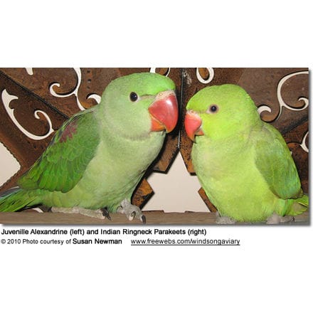 Juvenille Alexandrine (left) and Ringneck Parakeets (right)