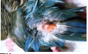 Parakeet Keratoma: uropygial gland