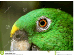 Lateral canthus and nasal canthus (pl: canthi):