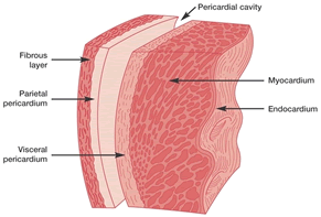 Layers of the heart, heart muscle (myocardium, pericardium, endocardium)