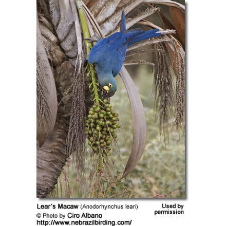 Lear’s Macaw (Anodorhynchus leari) feeding 